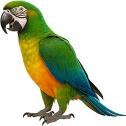 Miligold Macaw
